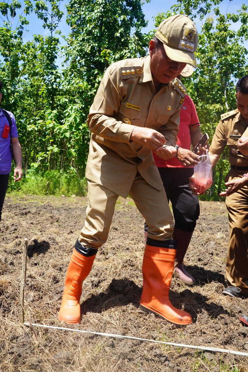 Menanam jagung bersama Bupati Minsel