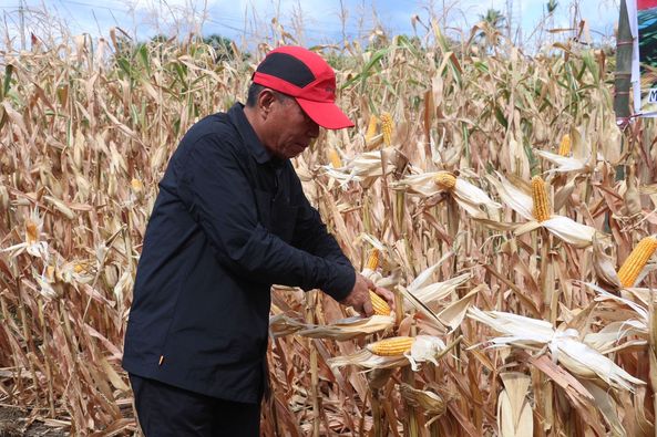 Franky Donny Wongkar, SH., menghadiri kegiatan Panen Jagung dalam rangka mewujudkan ketersediaan pangan