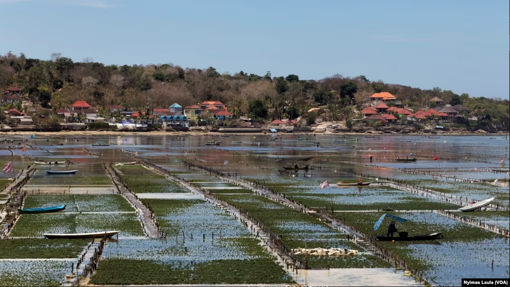 Kembangkan Potensi Maritim, Hilirisasi Rumput Laut Akan Jadi Proyek Strategis Nasional
