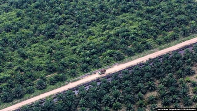 Pemerintah akan Denda Perusahaan Kelapa Sawit $310 Juta karena Beroperasi di Hutan