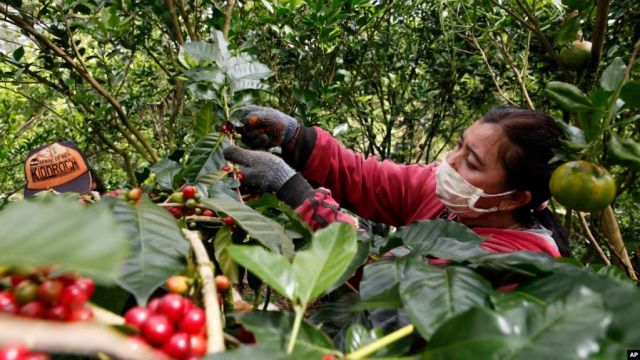 Kementerian Pertanian AS: Produksi Kopi Indonesia akan Pulih pada 2024-2025